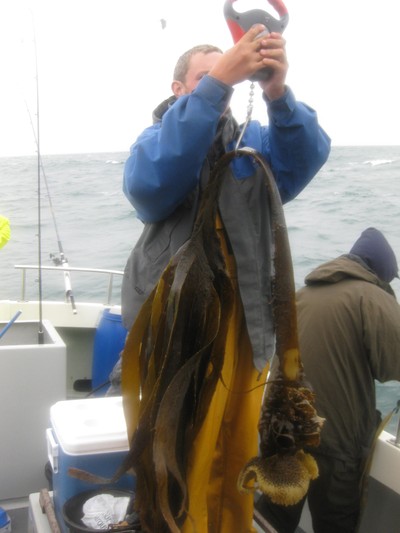 Wow! What a lot of kelp. Our kelp record holder, Kim Mace, has his magnificent capture weighed by the skipper, Richard English. This is a rare photograph of Richard actually doing something, rather than just texting his teenage friends. It's one of the best specimens of any species taken by a club member.