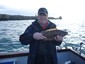 Stevie's wrasse